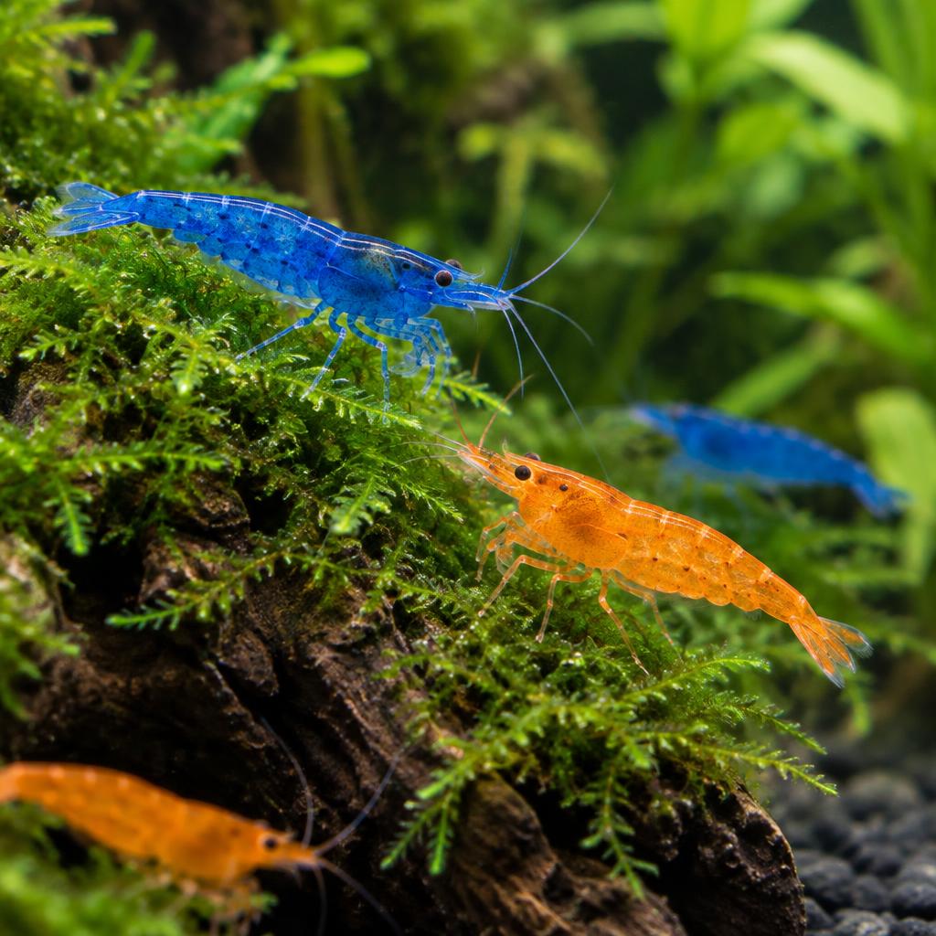 Decorative Shrimp